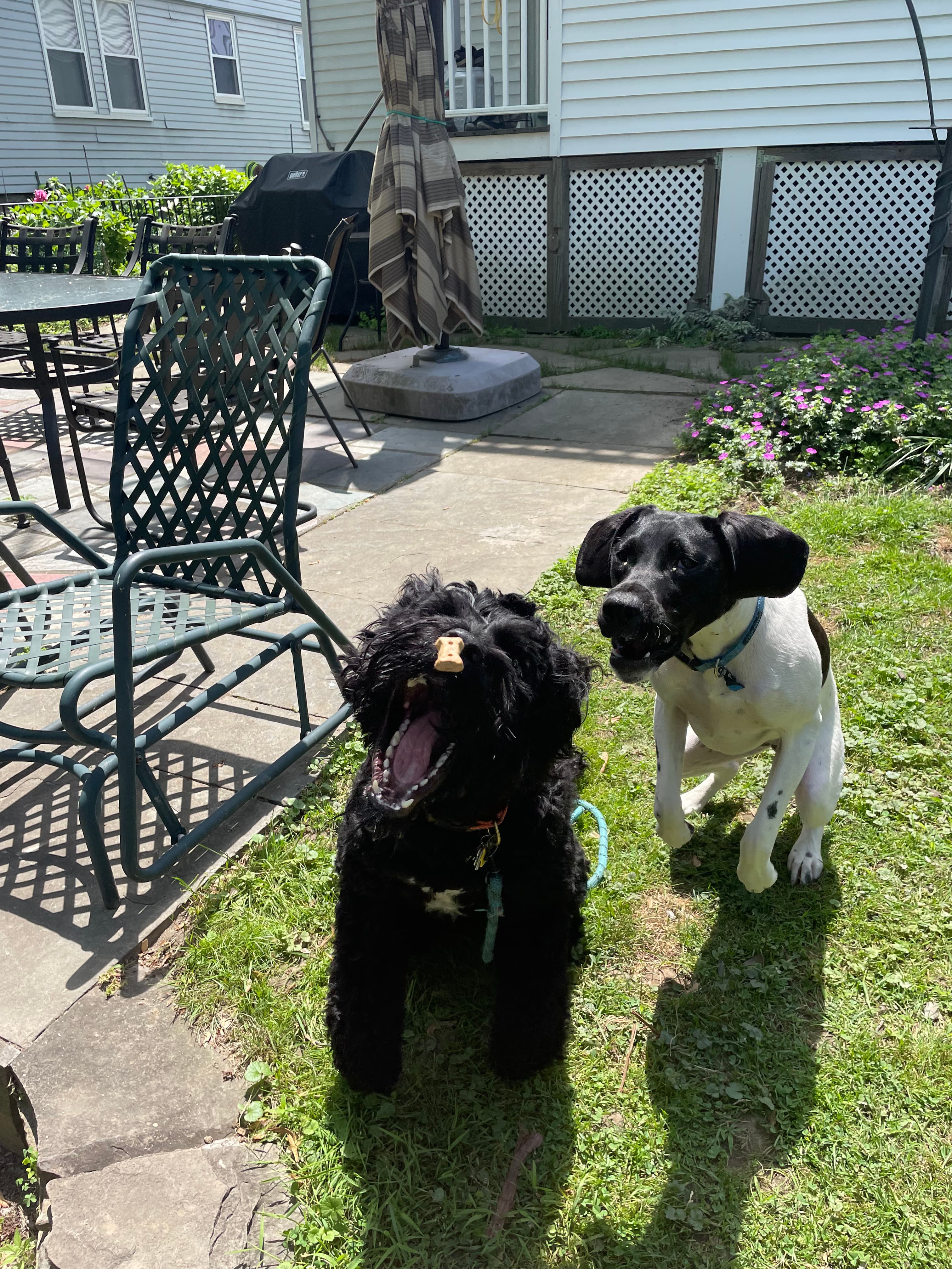 Welcome to our cozy Cambridge home right. Your pup...