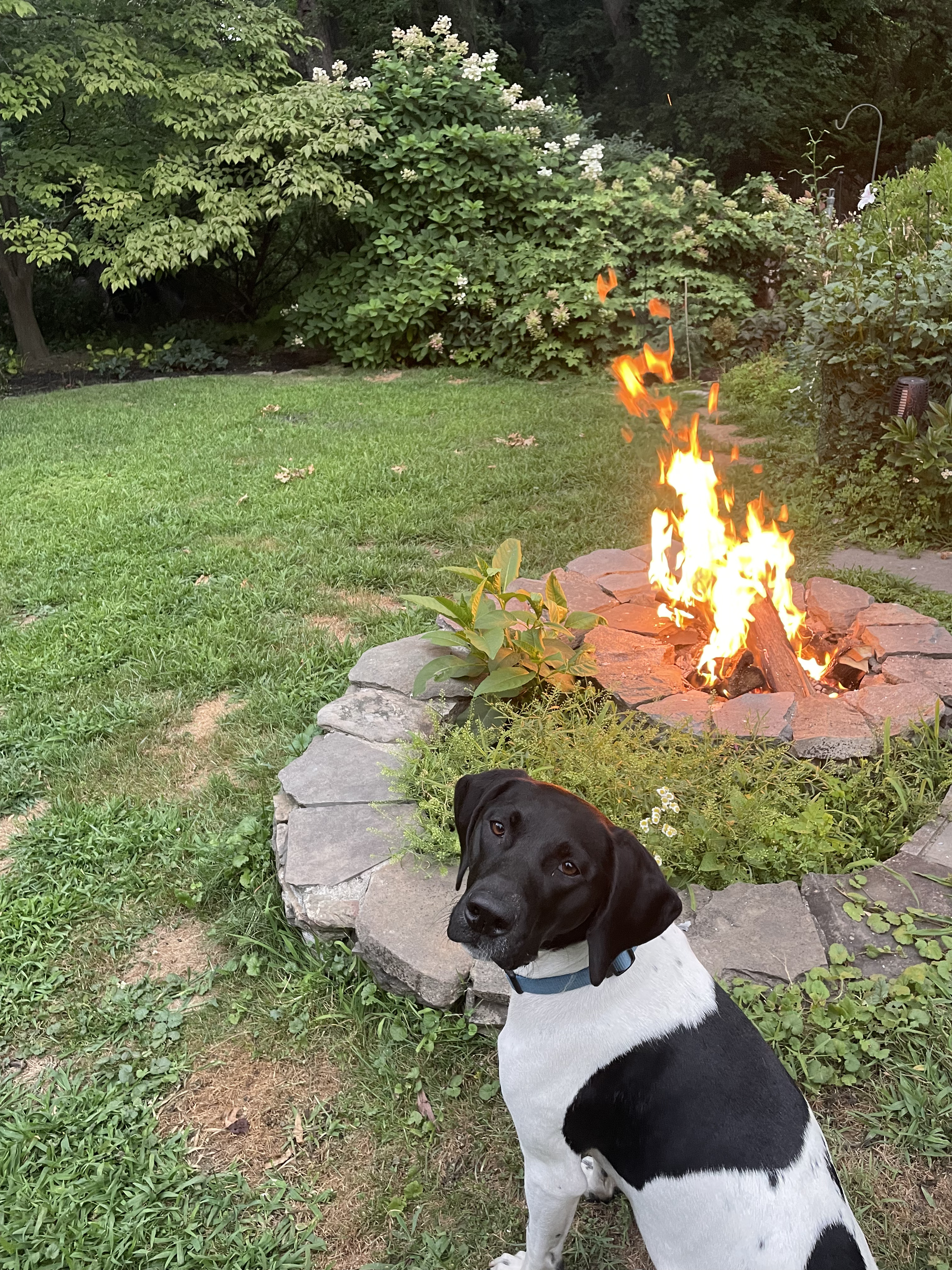 Dog sitting by a fire pit